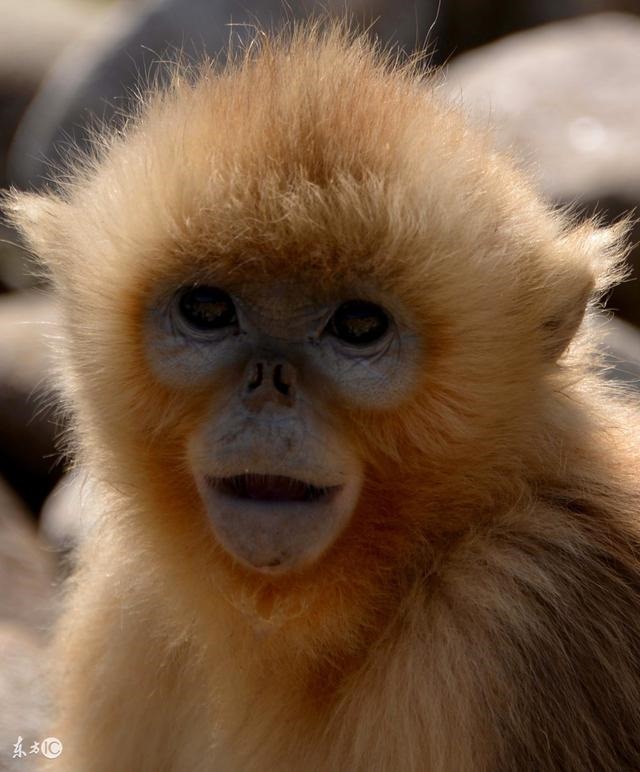 龙年在2022年的运势，2022年龙年运势