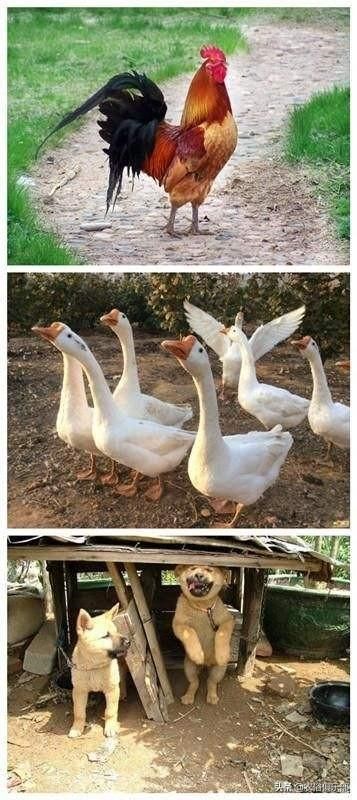 蛇最怕什么家禽，蛇为什么不能拿灯照