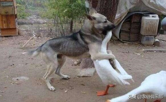 蛇最怕什么家禽，蛇为什么不能拿灯照