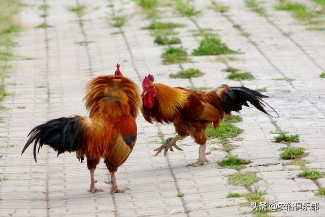 蛇最怕什么家禽，蛇为什么不能拿灯照