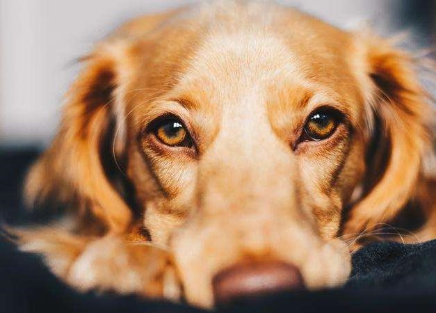 十二生肖岁数年龄对照表，十二生肖年龄对照表