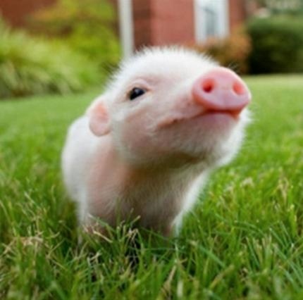 十二生肖中蛇天敌是谁，十二生肖配对蛇的克星