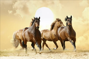 0年属马2022年运势及运程，1981属鸡人40岁到49岁运程"