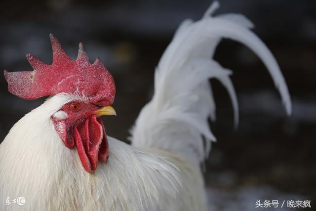公鸡是辟邪的吗,公鸡为什么能辟邪