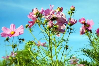 属蛇土命和什么命更好,金马命和土蛇命的婚姻配吗