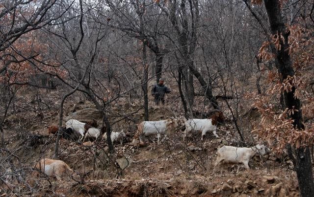 牛羊结婚幸福的例子，男鼠女羊千万别在一起