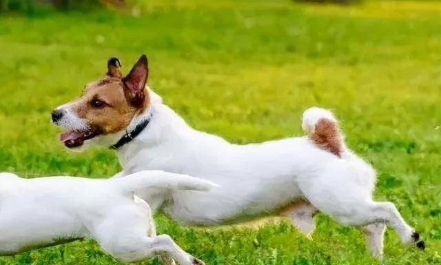 属狗人2022年运势及运程，1970年属狗活不过50岁