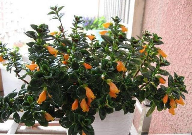 其实非常吉利，有寓意的4位吉利数字"