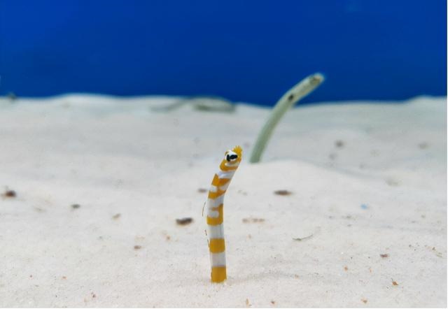 蛇的更大年龄是多少，蛇的岁数是分别多少岁