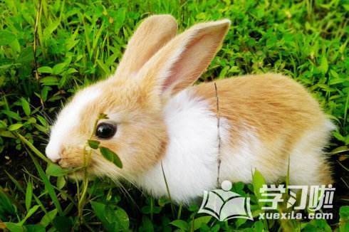 属马的属兔的合不合，属马和属兔的兄妹好不好