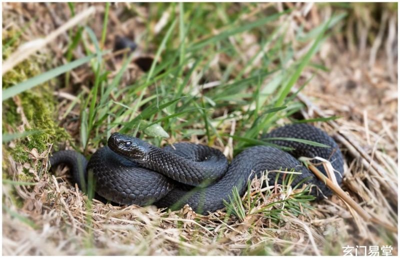 属蛇的人生在几月最不好，属蛇1977年四十以后命