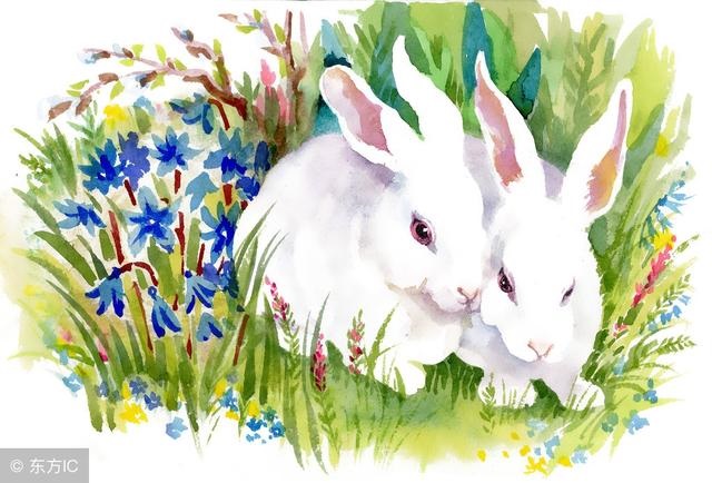 属兔今年下半年的财运,属兔下半年财运2022