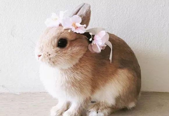 属兔的克星是哪个属相，属兔的和什么属相相克