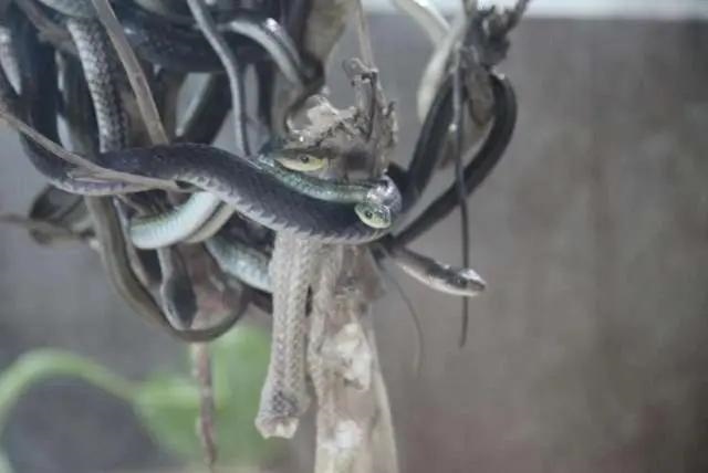 月份看见蛇吉利吗，为什么看见蛇不能喊人"