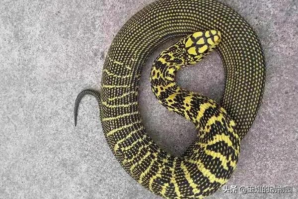 为什么属蛇智商排之一蛇图，水瓶座智商排第几