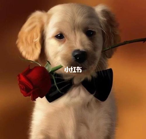 属狗的女人今年财运怎么样，2022 生肖狗女今年桃花运