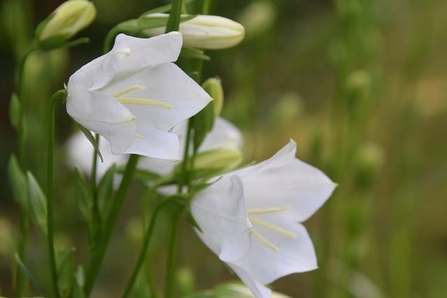 022年属虎烂桃花，2022年属虎的全年运势"