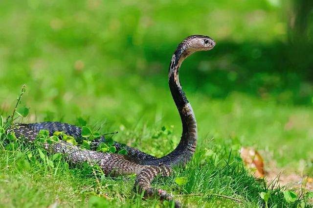 月的蛇是什么命运，八月出生的蛇命运怎么样"