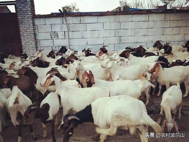 羊和蛇合伙做生意好吗，属蛇与属羊共事怎么样