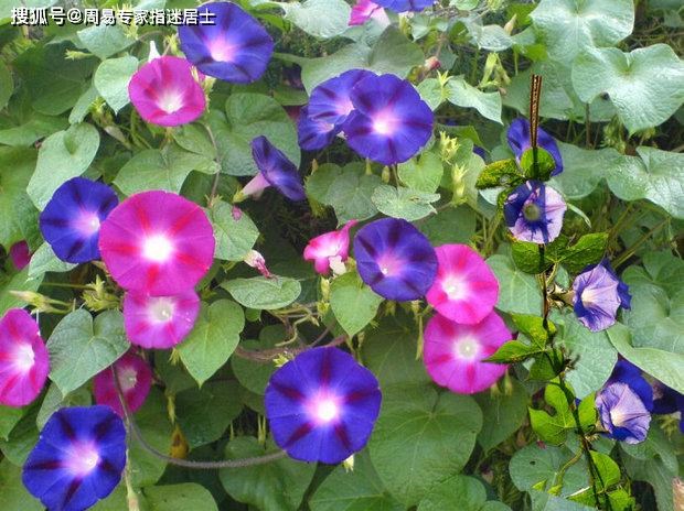 属蛇女在2022年怎么样,属蛇2022运势及运程详解