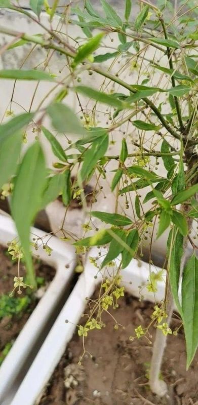 属蛇人家中适合挂哪些画，属蛇的人卧室挂什么画适合