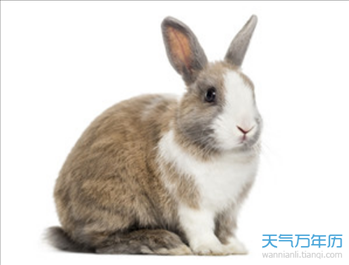 农历十月属兔命运如何，属兔人农历十月命运怎样