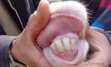 羊年龄是多少岁，高龄是多少岁