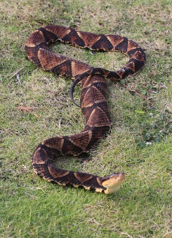 7年属蛇人今年婚姻,77年属蛇2022