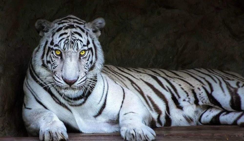 986属虎最近5年运势，1987年兔2022