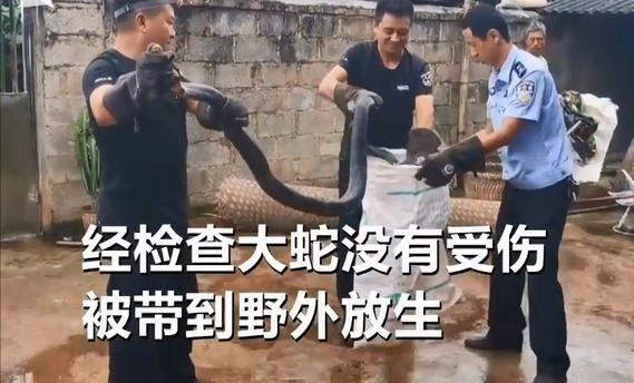 属蛇怕什么颜色，属虎怕什么颜色