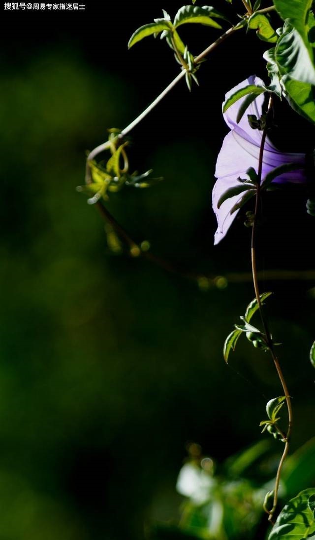 免费算命2022年运势，2022壬寅年各日柱运势