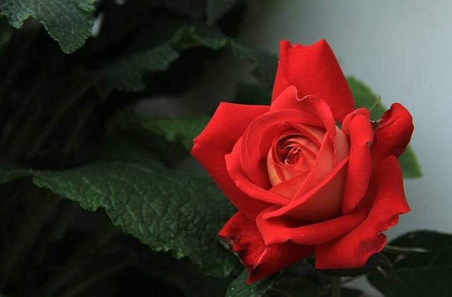 属龙鼠年运势2022运势详解，属龙人2023年整体运势