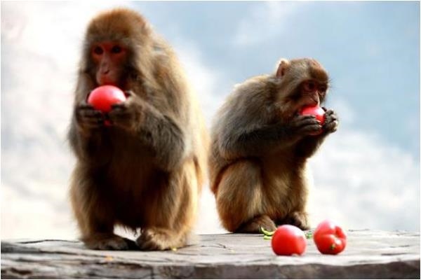 为什么说属猴人29岁最苦,女属猴命更好吗