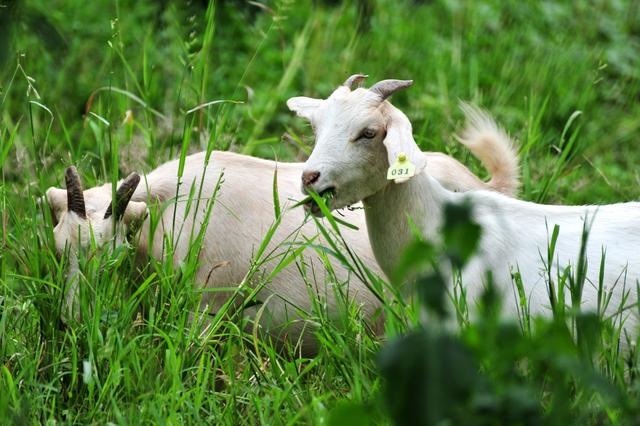 羊蛇是羊还是蛇，属蛇和属羊的合不合
