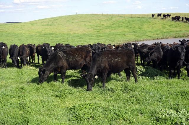 羊蛇是羊还是蛇，属蛇和属羊的合不合