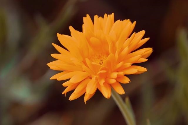 022年财运排名,12生肖更好命"