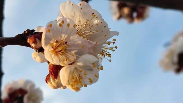 虚岁85属什么，属鼠85岁那年出生