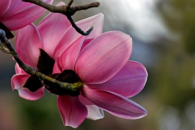 022属猪人运势及运程，71年属猪的终身寿命"