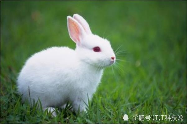 与兔相克的属相，与生肖兔相克相冲的属相