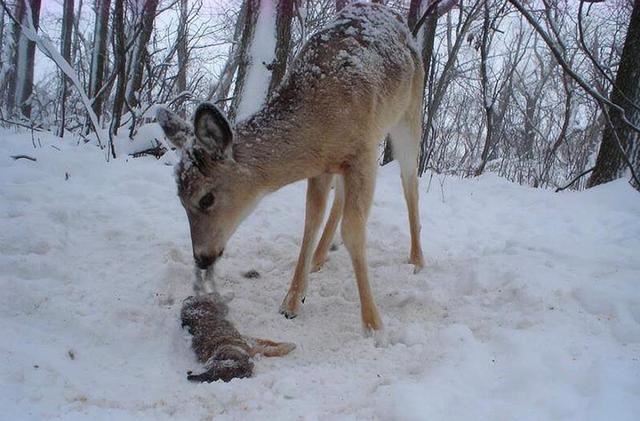 十二生肖蛇的天敌是什么动物，十二生肖蛇的故事