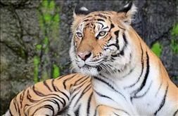 8年属虎的财运在哪个方向，2022