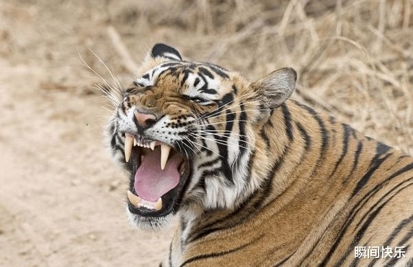 属虎是哪年出生的,98年属虎24岁有一灾