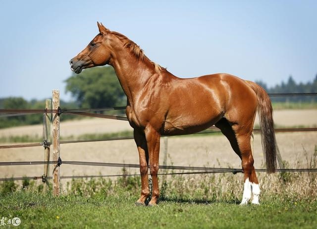 属马佩戴什么永久招财，属马佩戴什么吉祥物