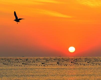 979年二月初六羊是什么命，79年农历二月初六羊命运"