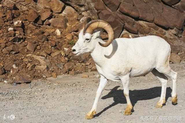 属羊跟什么属相最配，1991年属羊的更佳配偶