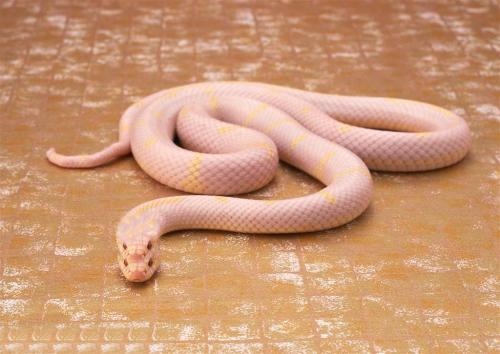 羊和蛇在一起财运好吗,羊人今日财运