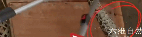 小兔子被蛇做到哭，当一只兔子救了一条蛇