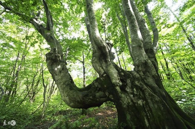属猴十年大运预测，八字十年大运测算