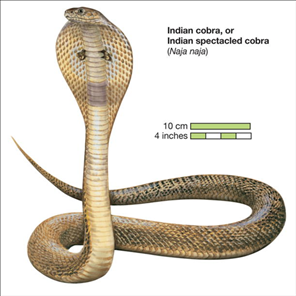 十一月出生的蛇，属蛇十一月出生是啥命