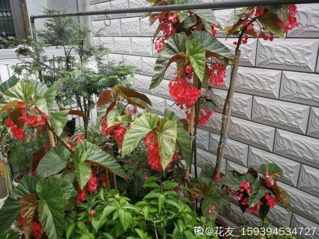 属蛇人家中适合挂哪些画，属蛇的人卧室挂什么画适合